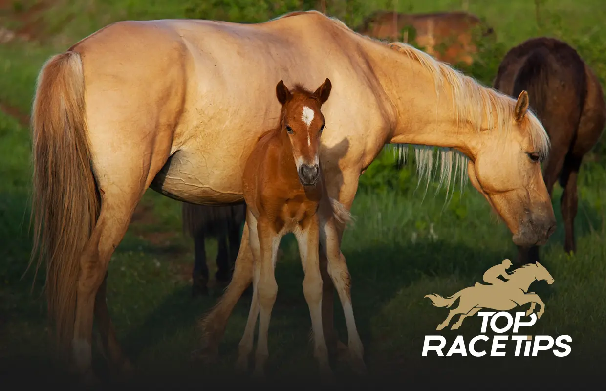 How much does a pony weigh?